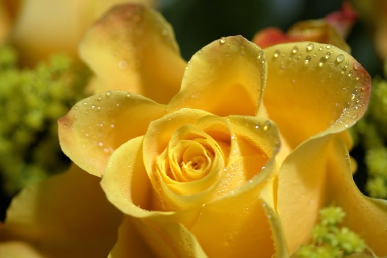 وردة صفراء مع قطرات الندى صور ورد وزهور Rose Flower images